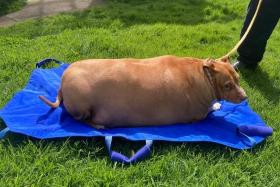 A woman in New Zealand was feeding her dog, named Nuggi, eight to 10 pieces of chicken a day, on top of dog biscuits.