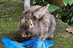 On Jan 4, Bunny Wonderland received reports on three abandoned rabbits in the area.