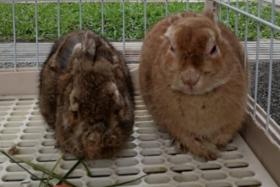 Two rabbits died after it was abandoned in a cage at a washing area in Ang Mo Kio on Dec 3.