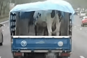 A video posted online shows a black-and-white cow standing in the back of a lorry travelling along the PIE on Aug 27.