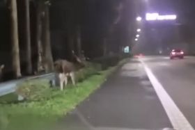 A male deer is seen grazing on the grass in front of the guard rail in a video posted to the SG Road Vigilante Facebook page on Nov 29.