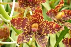 This tiger orchid is the oldest and largest orchid plant in Singapore. Each flower can grow up to 10cm wide.