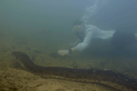 Dutch biologist Freek Vonk swims alongside the giant 200kg snake. 
