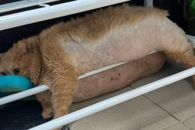 Staff members of an animal shelter in Russia found Kroshik wedged between the bars of a shoe rack, with his head in a bright blue Crocs.