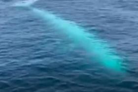It is believed that it might have been the first white whale to be spotted in Thai seas.