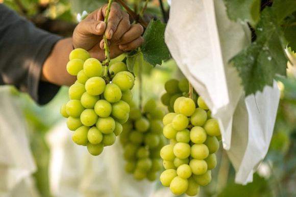 Shine Muscat grapes in Singapore tested and found safe