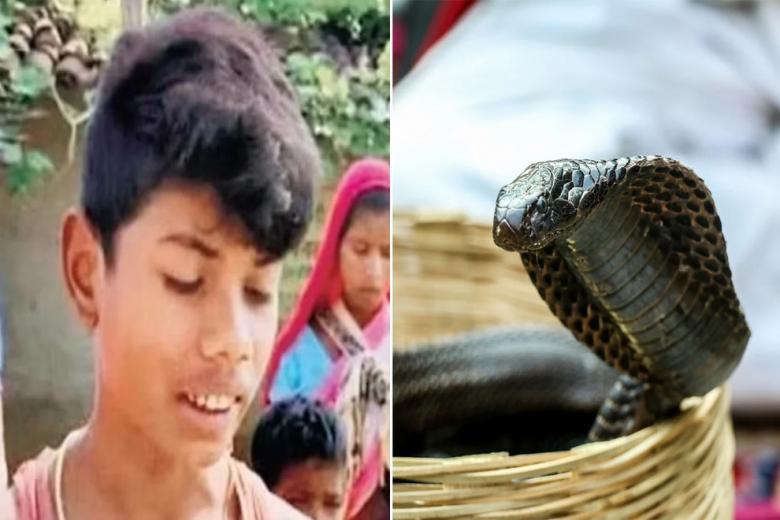 taste-of-its-own-venom-cobra-dies-of-child-bite-in-india-latest-world